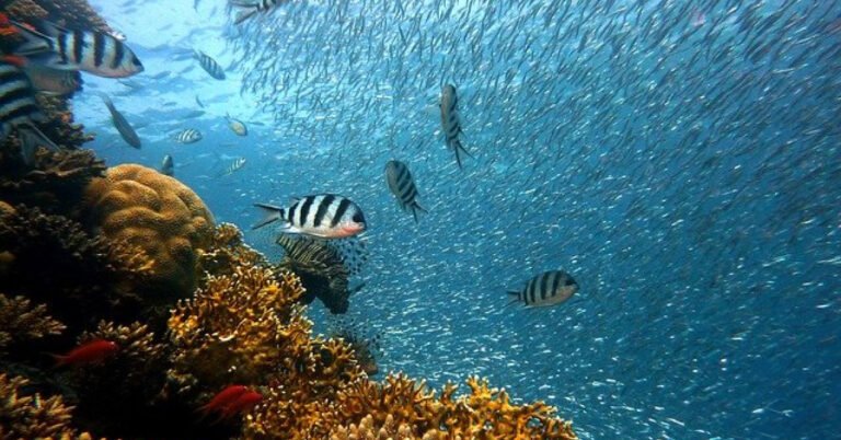 Best Ocean Trivia Questions